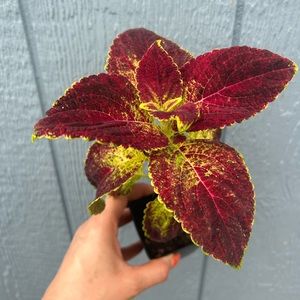 Sun Coleus